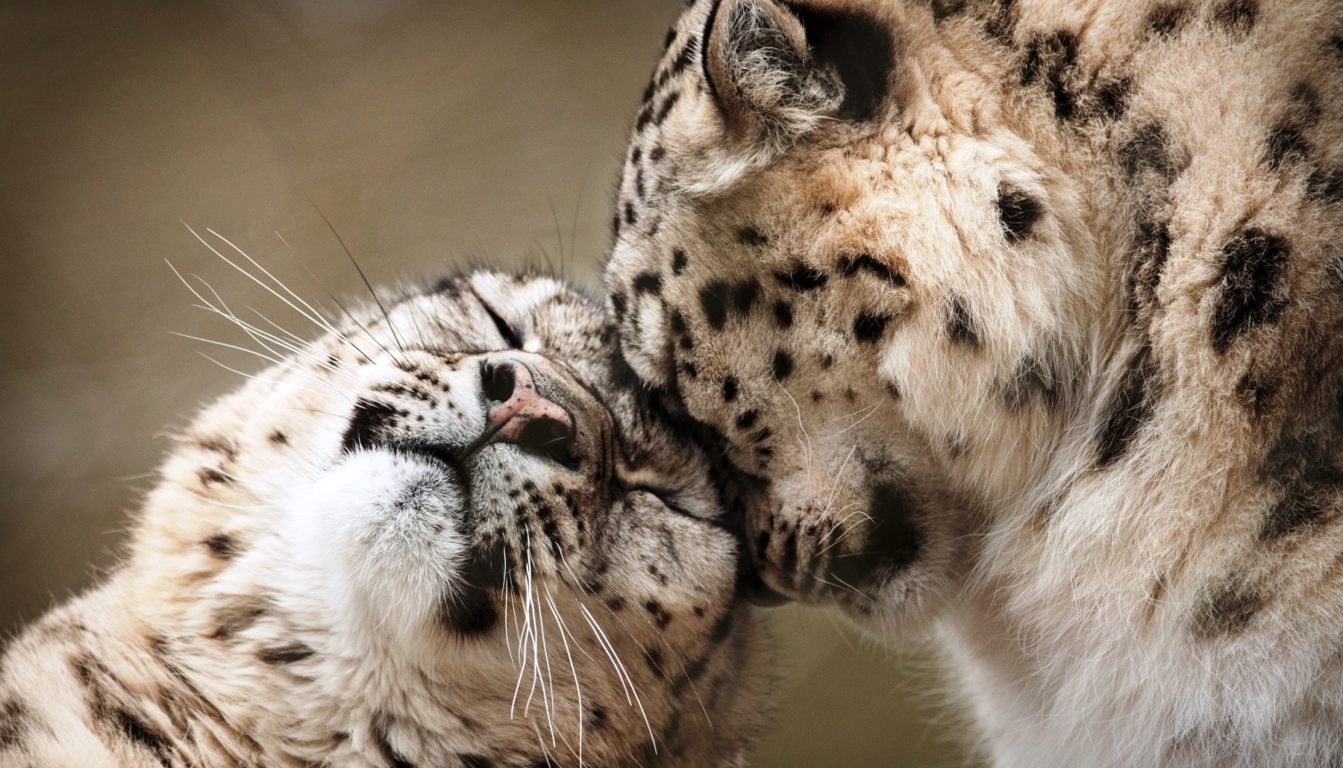 Snow Leopards at Marwell. Photography Competition - Credit Lawrie Brailey - Snow Leopard
